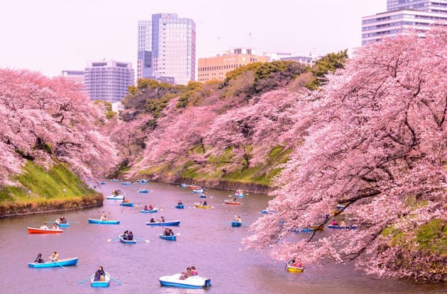 Say đắm trước các lễ hội mùa xuân ở Tokyo